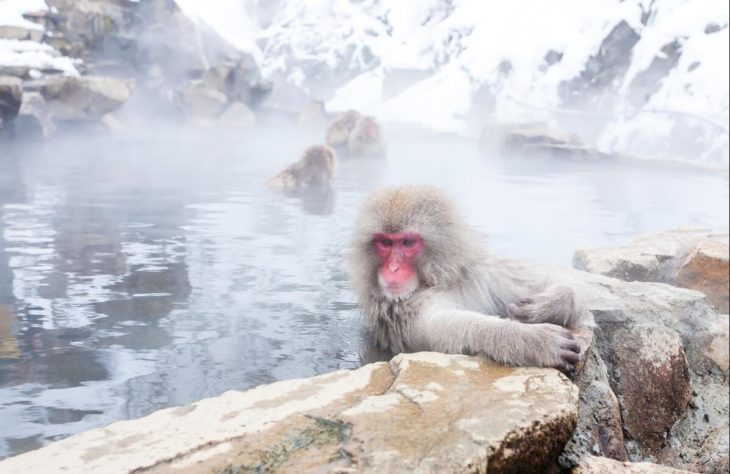 Japanese macaques heat up in a hot spring