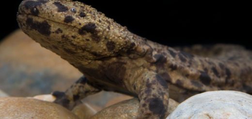 The rare and primitive Japanese giant salamanders