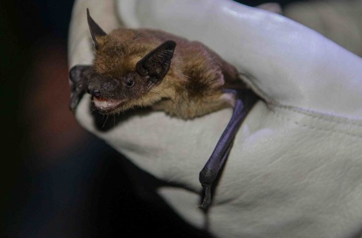 Portrait of a southern bat