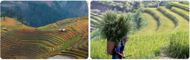 Vietnam Agriculture